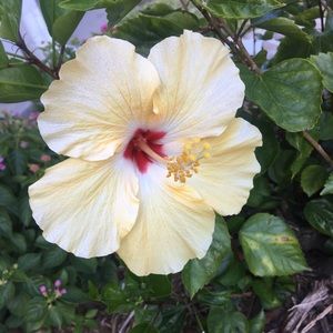 Meet your Posher, Bella